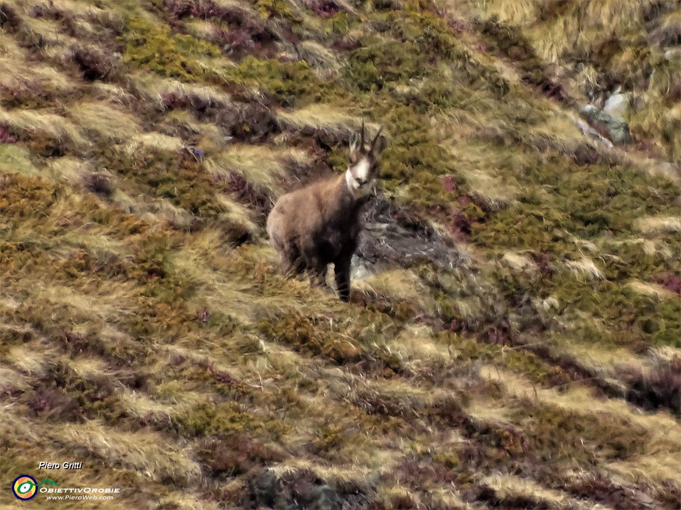 06 Richiamato dal caratteristico fischio tra le narici, colgo allo zoom un bel camoscio.JPG